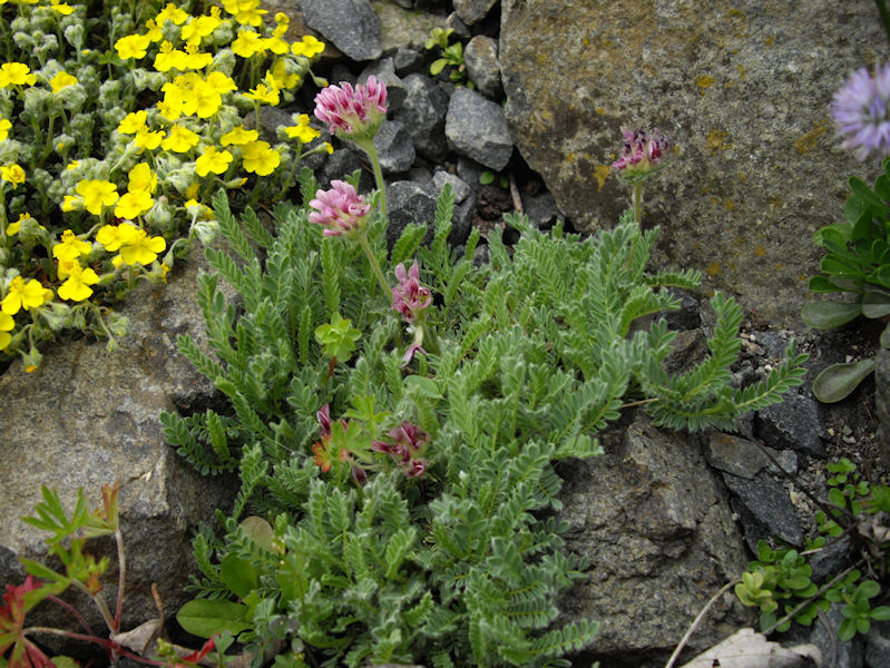 Anthyllis montana 'Rubra'
