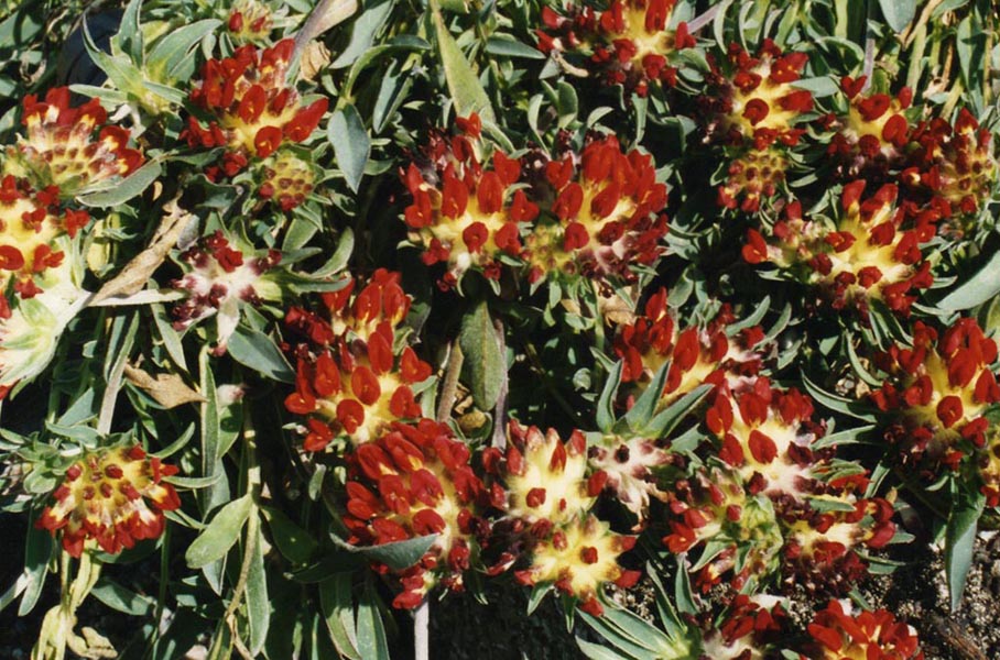 Anthyllis vulneraria 'Coccinea'