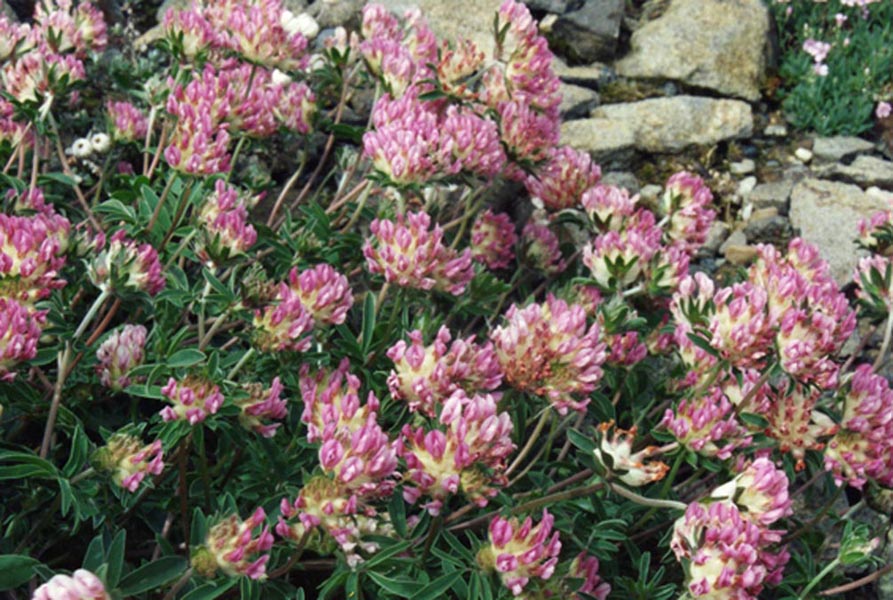 Anthyllis vulneraria ssp pyrenaica