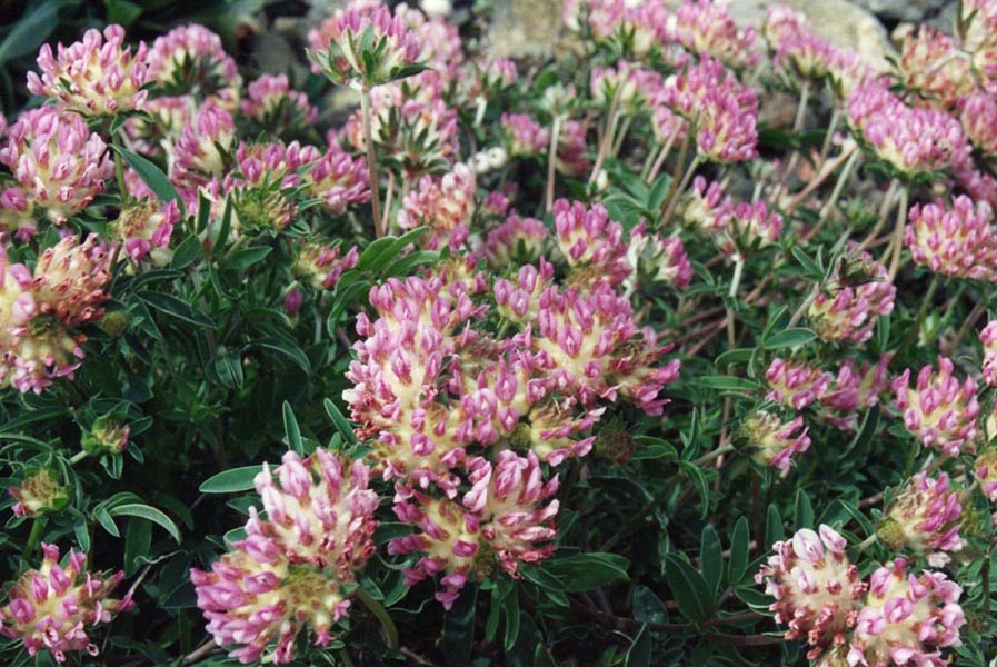 Anthyllis vulneraria ssp pyrenaica