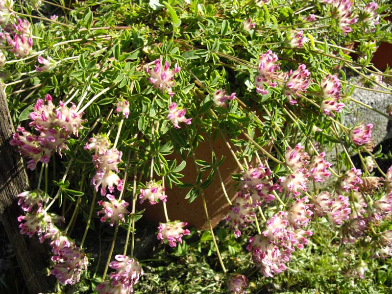 Anthyllis vulneraria ssp pyrenaica