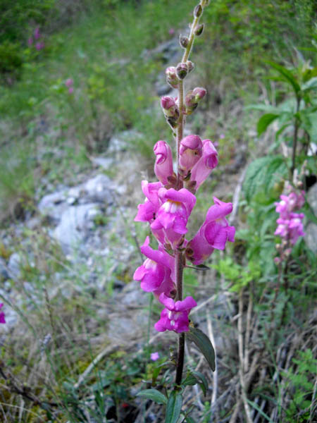 Antirrhinum majus