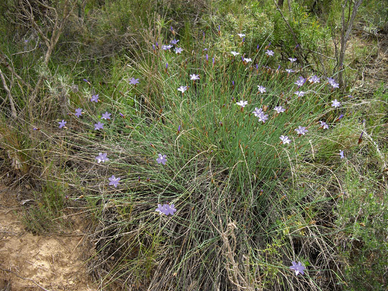 Aphyllanthes monspeliensis