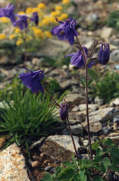 Aquilegia alpina