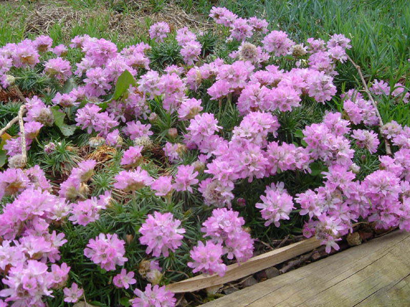 Armeria juniperifolia