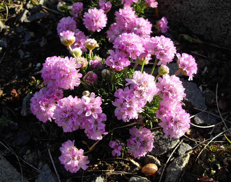 Armeria juniperifolia