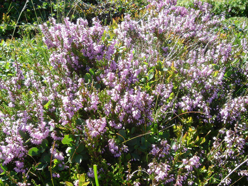 Calluna vulgaris