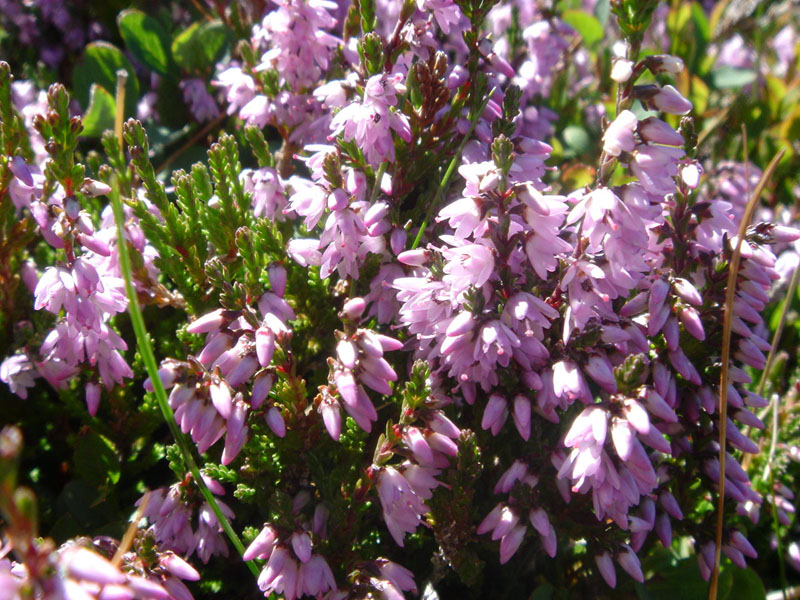 Calluna vulgaris