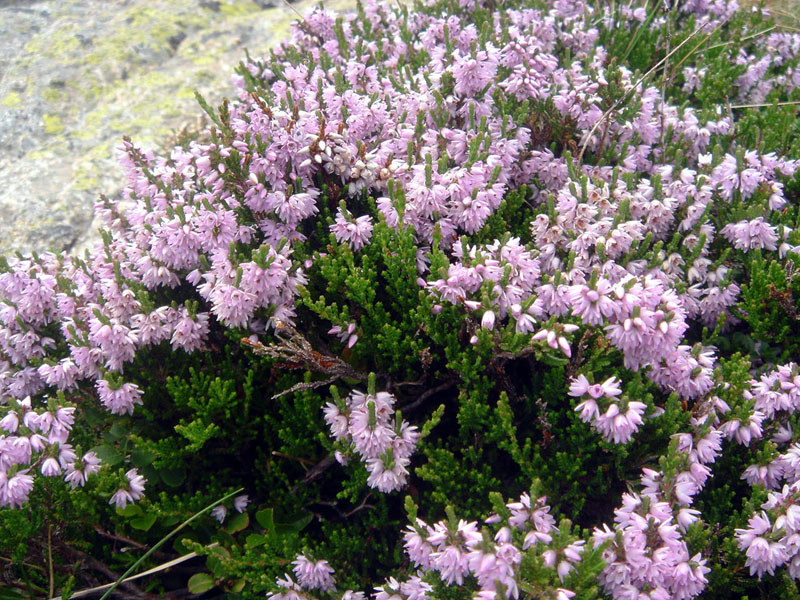 Calluna vulgaris