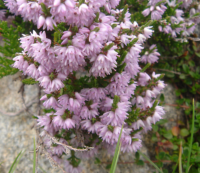 Calluna vulgaris