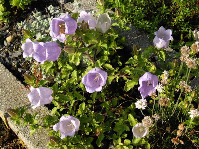Campanula incurva