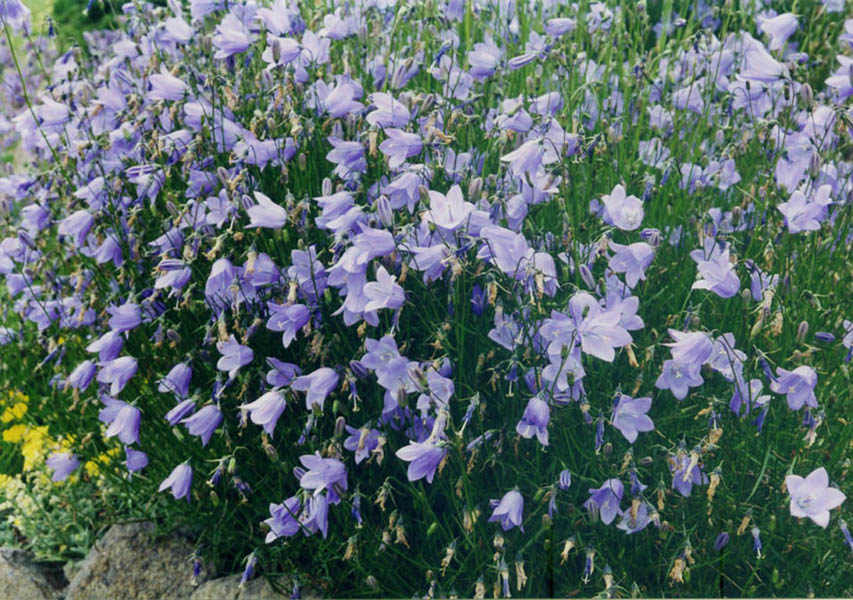 Campanula rotundifolia