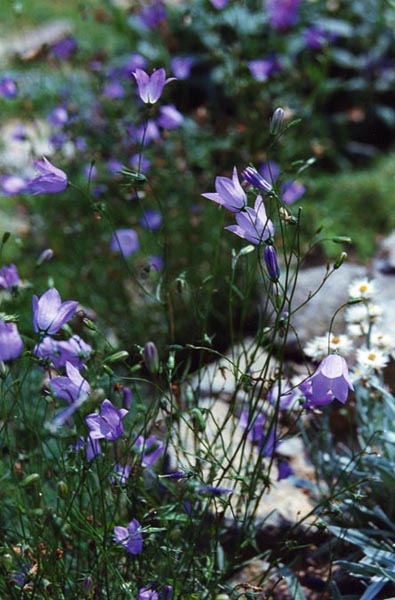 Campanula rotundifolia