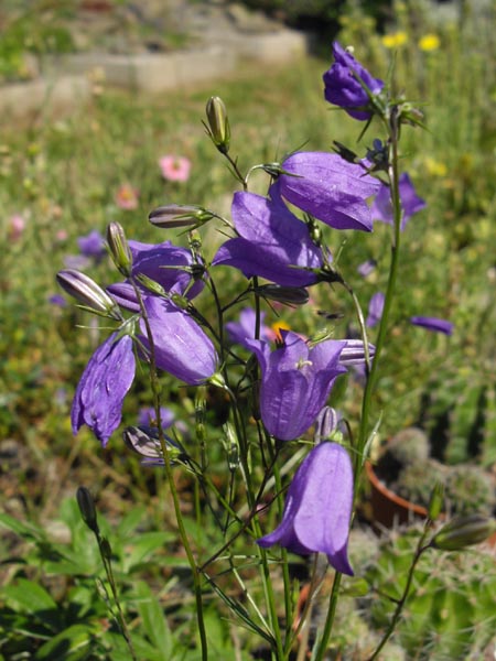 Campanula rotundifolia