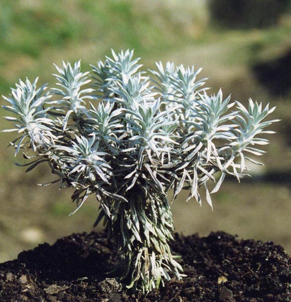 Celmisia hectori