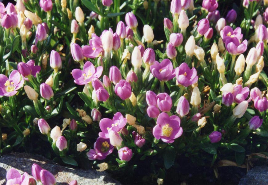 Centaurium scilloides