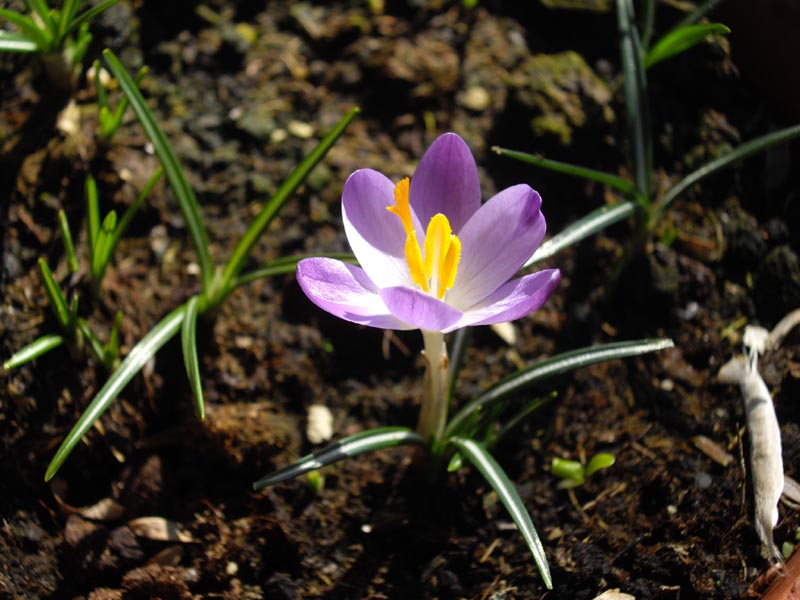 Crocus minimus en fleurs dans une prairie alpine