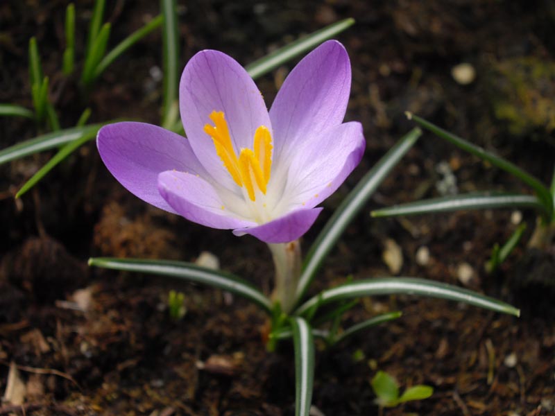 Crocus tommasinianus photo