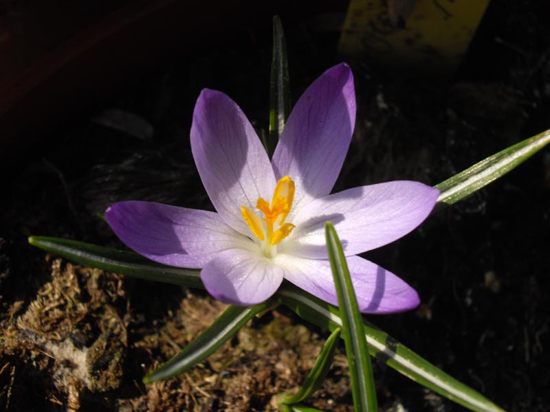 Crocus tommasinianus photo