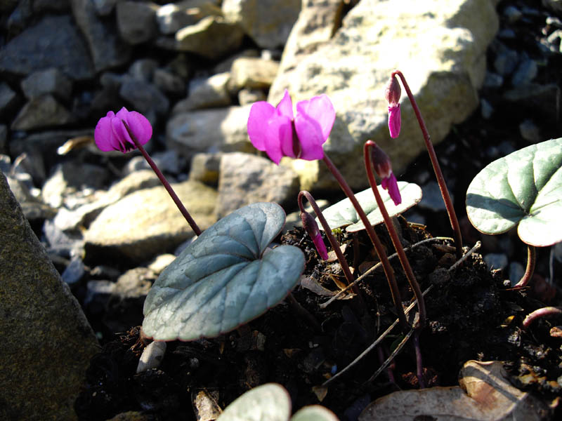 Cyclamen coum photo