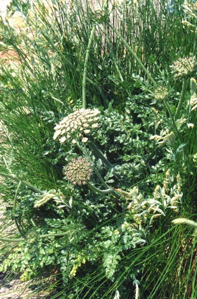 Daucus carota ssp gummifer