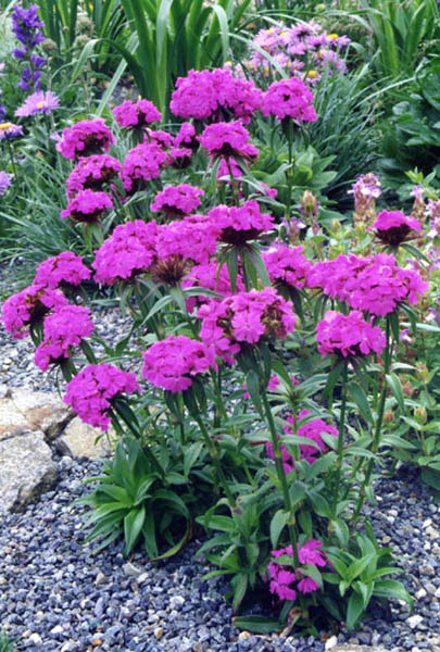 Dianthus barbatus
