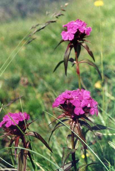 Dianthus barbatus