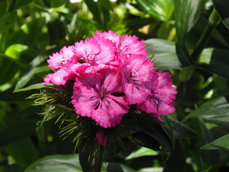 Dianthus barbatus