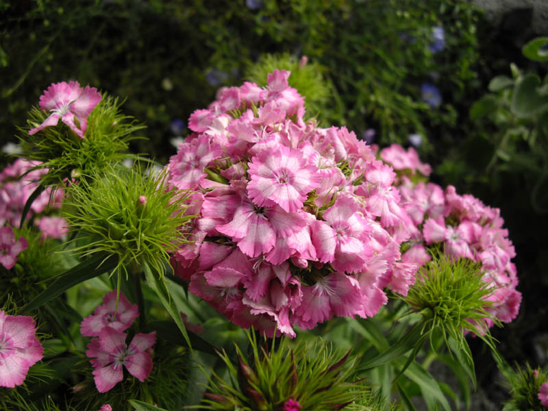 Dianthus barbatus