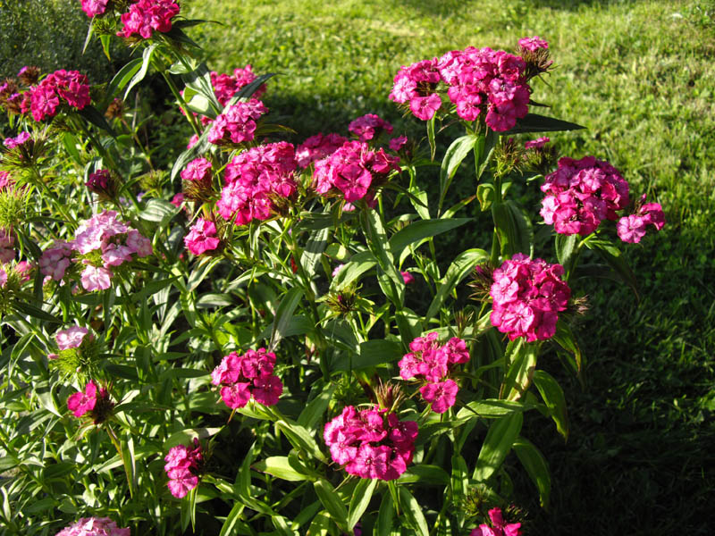 Dianthus barbatus