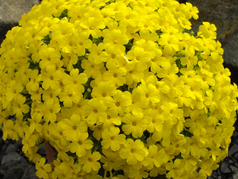 Dionysia aretioides 'Bevere' 7