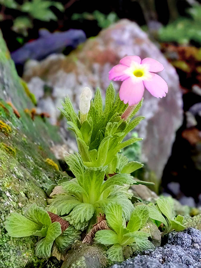 Dionysia involucrata 4 -DA -