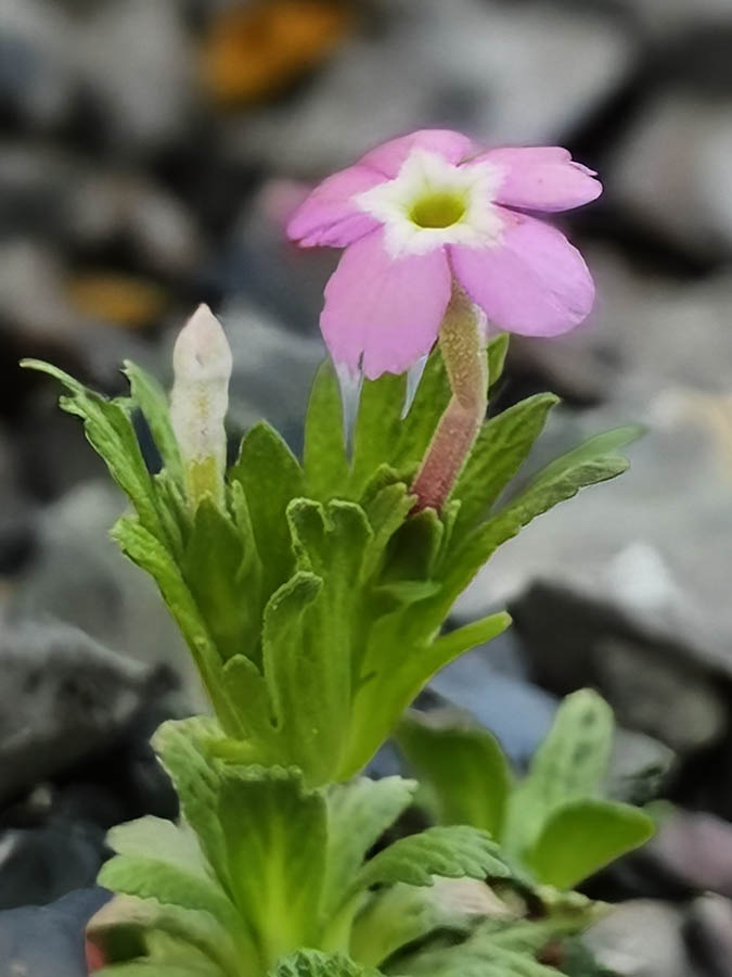 Dionysia involucrata 5