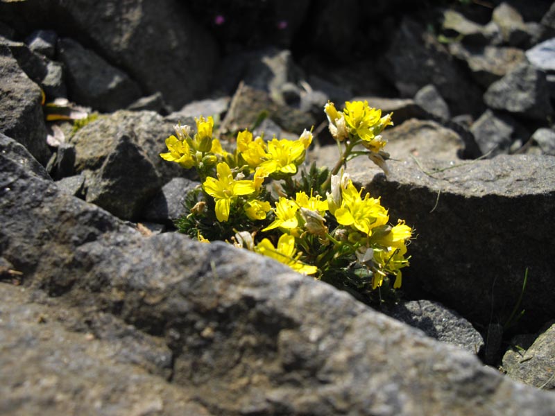 Draba aizoides