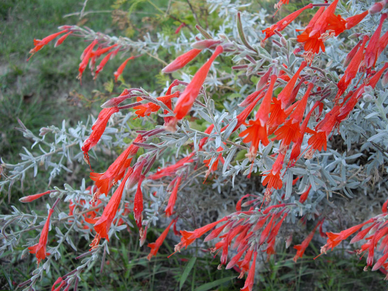 Epilobium canum ssp canum 'Olbrich Silver'