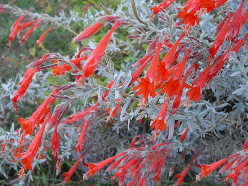 Epilobium canum ssp canum 'Olbrich Silver'