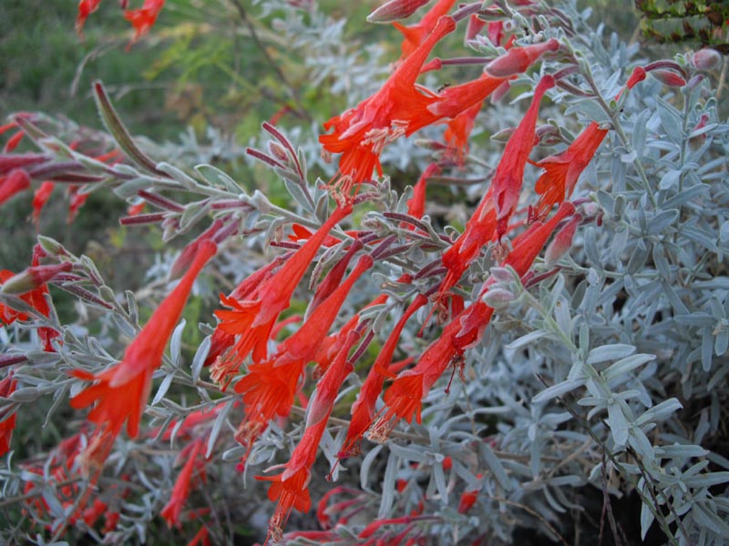Epilobium canum ssp canum 'Olbrich Silver'