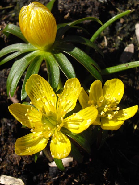 Eranthis hyemalis