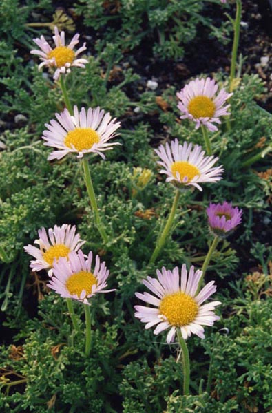 Erigeron compositus var trifidus
