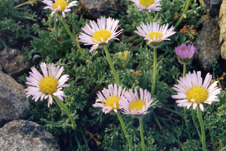 Erigeron compositus var trifidus
