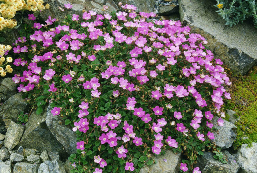 Erodium x variabile 'bishop's form'