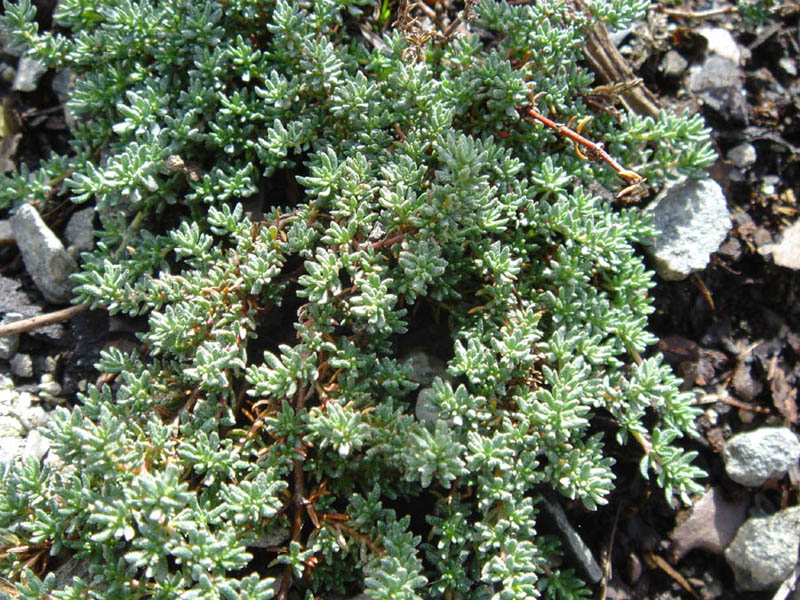 Frankenia laevis