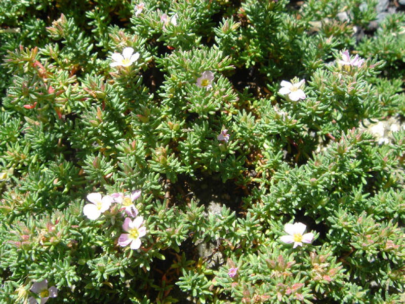 Frankenia laevis