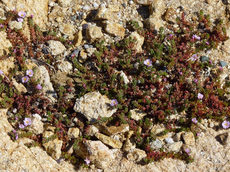 Frankenia laevis