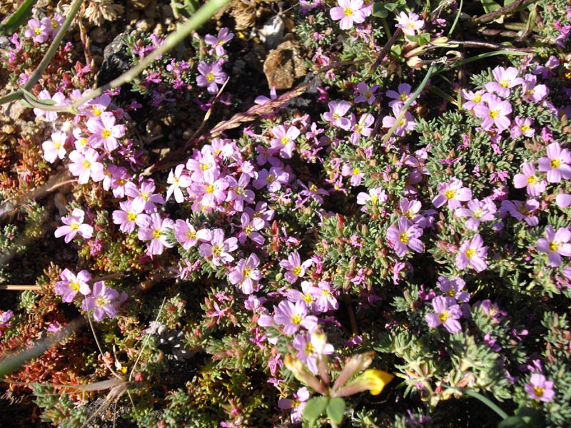 Frankenia laevis
