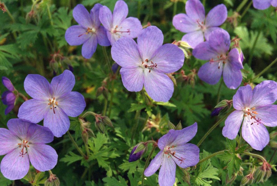 Geranium himalayense