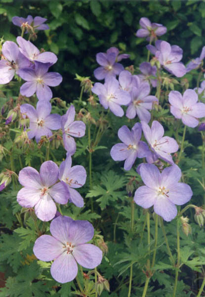 Geranium himalayense