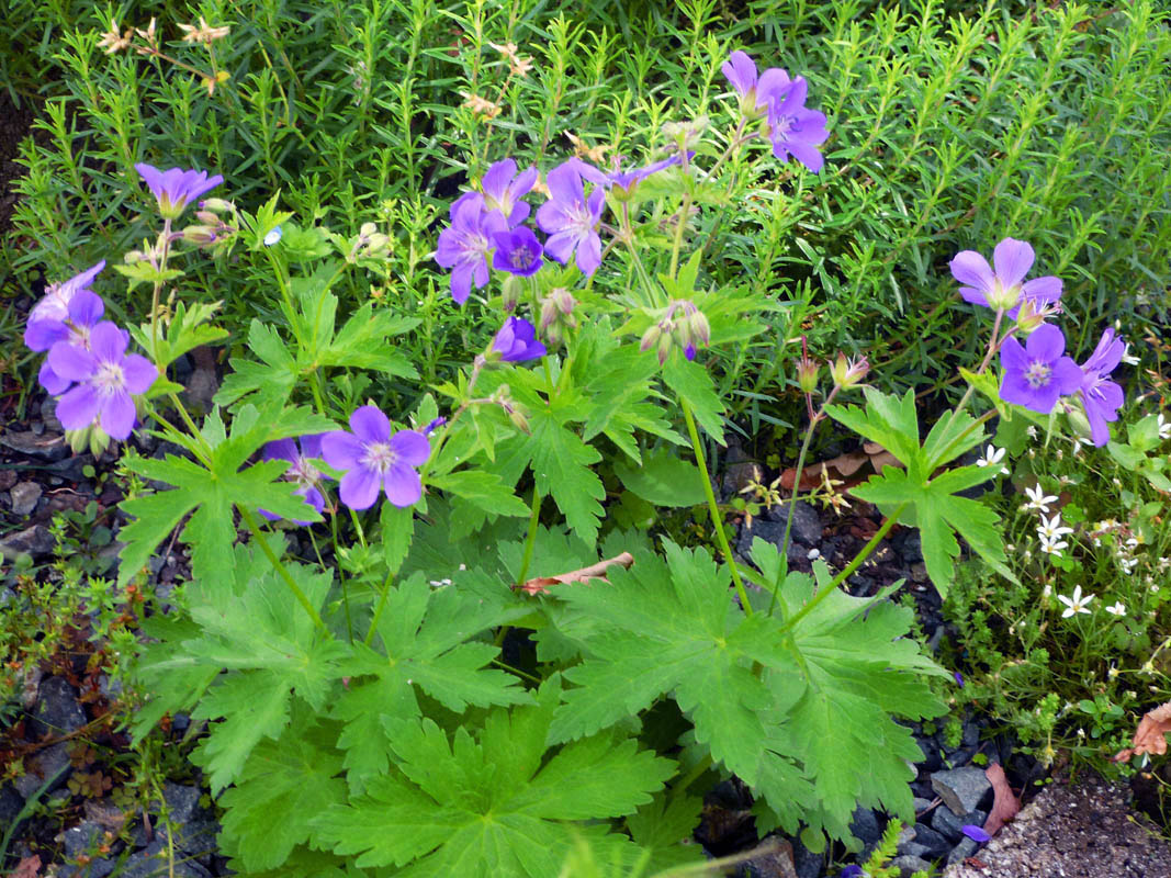 Geranium himalayense