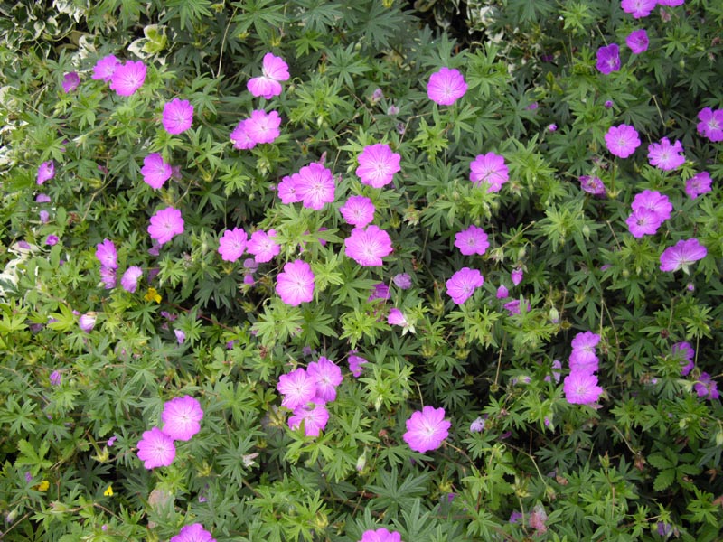 Geranium sanguineum