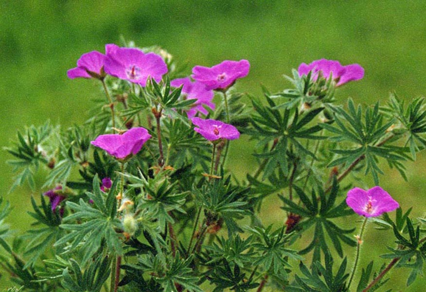 Geranium sanguineum